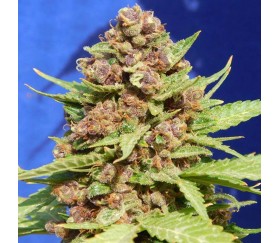 Purple Punch Cookies de Original Sensible Seeds