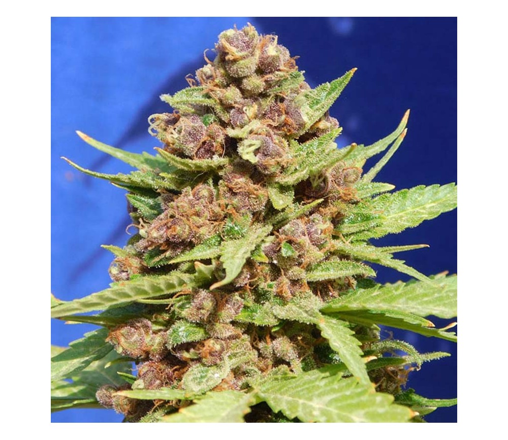 Purple Punch Cookies par Original Sensible Seeds