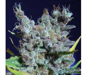 Runtz Gum von Original Sensible Seeds