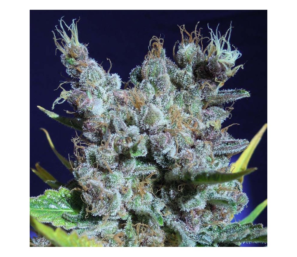 Runtz Gum par Original Sensible Seeds