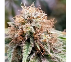 Runtz Gum de Original Sensible Seeds