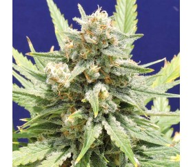 Stinkin' Bishop by Original Sensible Seeds