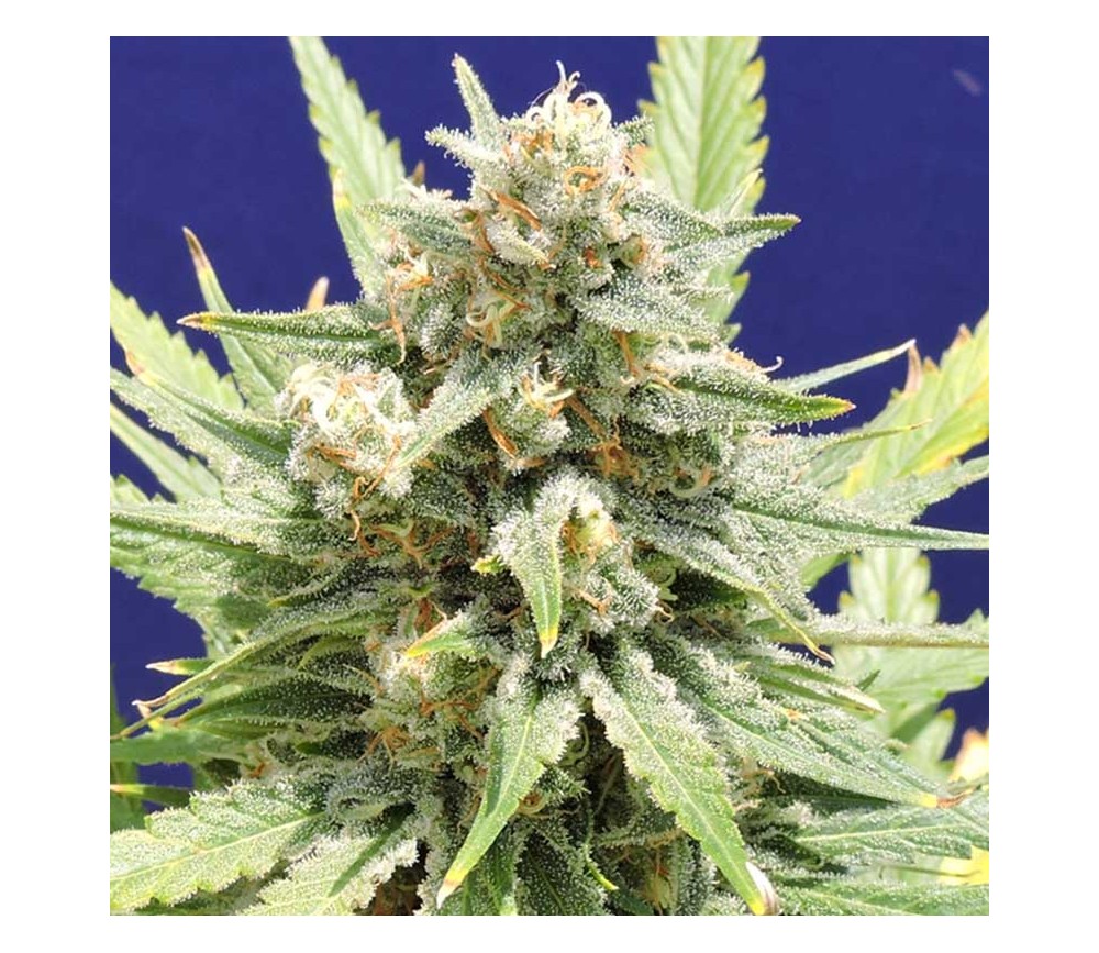 Stinkin' Bishop by Original Sensible Seeds