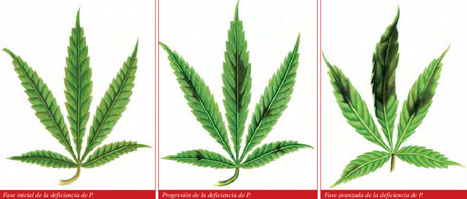 carencia-fosforo-marihuana.jpg