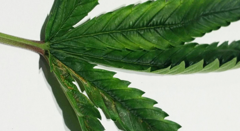 Sciarides sur une culture de cannabis : que faire ?