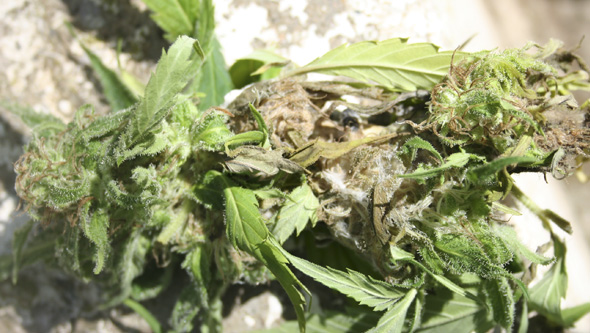 Durch Raupenbefall verfaulte und ausgetrocknete Cannabisblüte