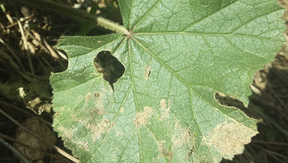 Feuille mordue par des escargots