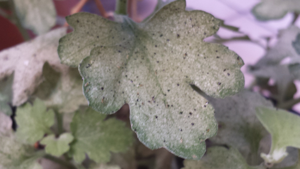 Plante attaquée par des pucerons