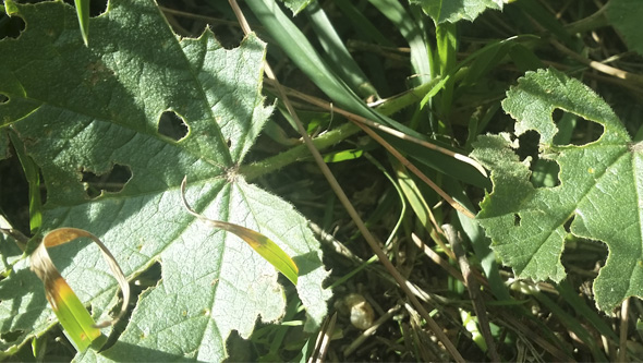 Plantes attaquées par des escargots