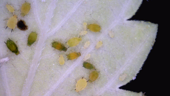 pulgones en marihuana captados con microscopio