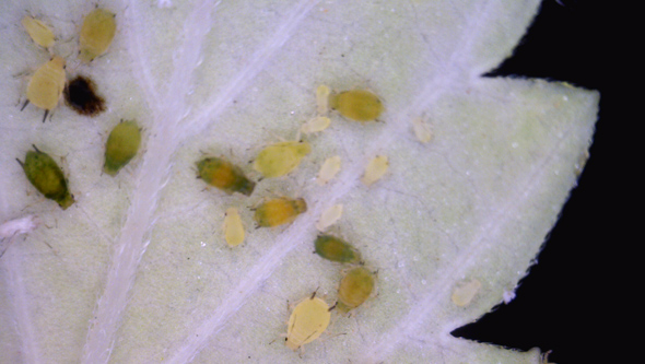 pucerons sur cannabis captés par un microscope 