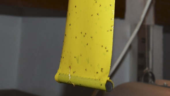 Trampa adhesiva amarilla llena de mosquitos de tierra