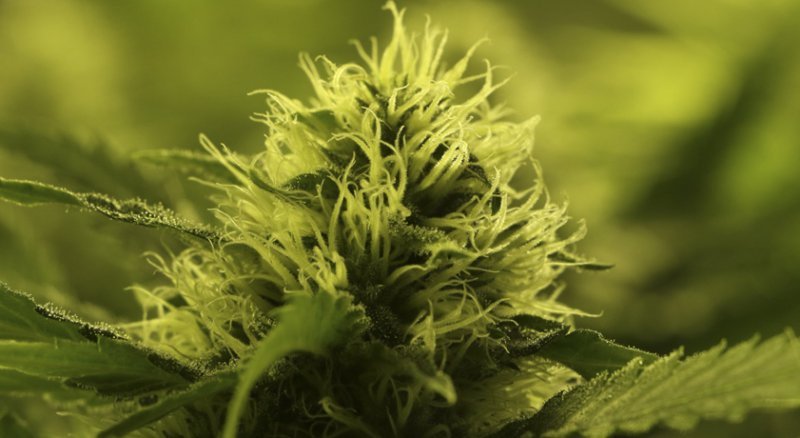 Cómo distinguir marihuana macho y hembra