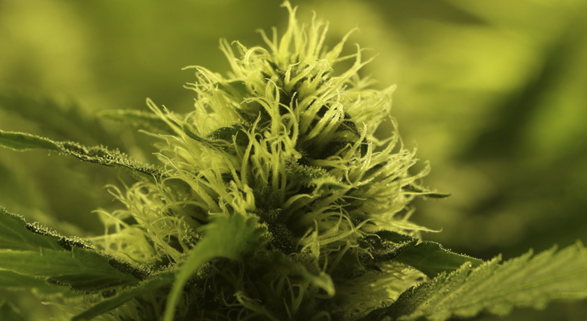 Bestimmung des Geschlechts Ihrer Cannabispflanzen