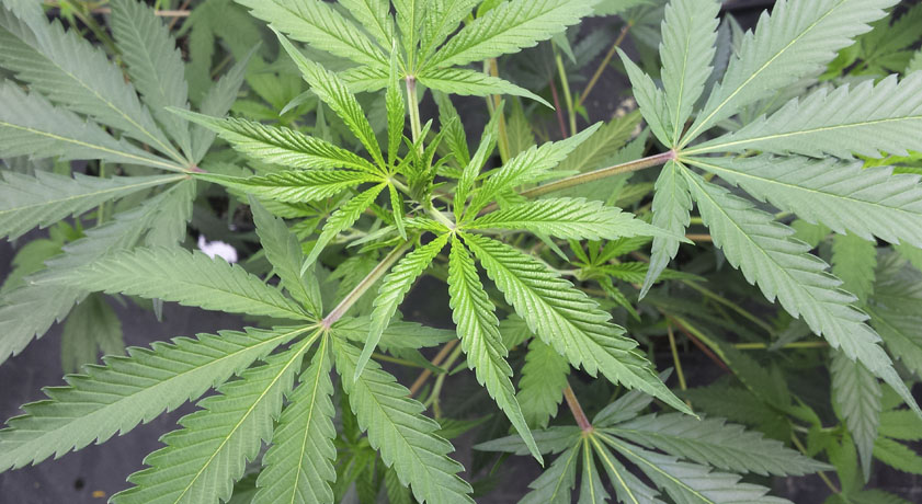 Como regar plantas de marihuana