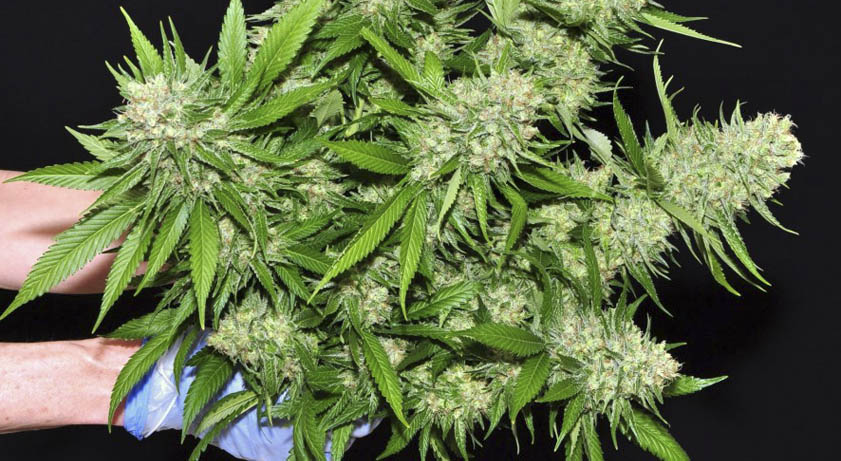 Como manicurar plantas de marihuana