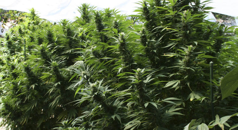 Como cultivar marihuana en exterior