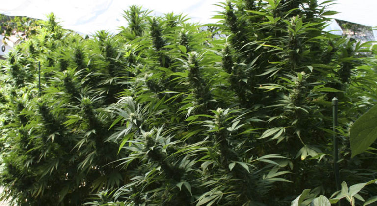 Como cultivar marihuana en exterior