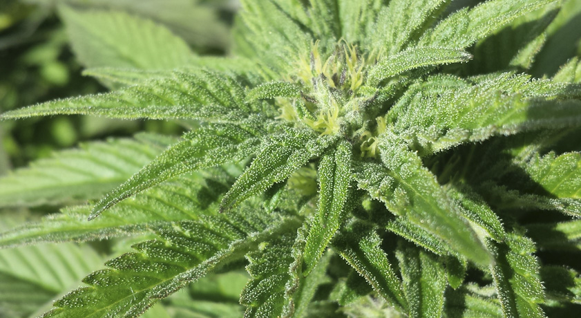 Growing Feminized Cannabis Seeds Outdoors - La Huerta Blog