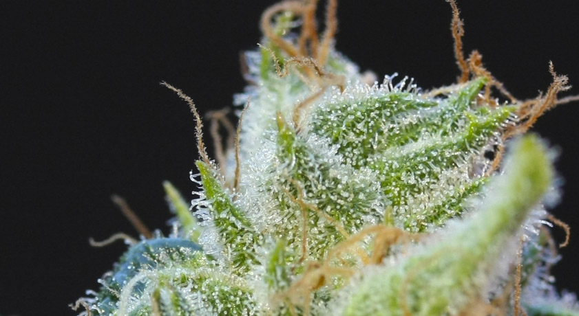 Cuando cosechar marihuana