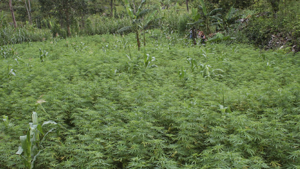 Plantes de cannabis en extérieur en Jamaïque