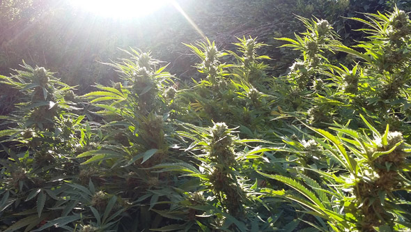 Plante de cannabis en extérieur à la moitié de sa floraison