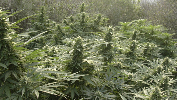 Plantes de cannabis en fleur en plein sol