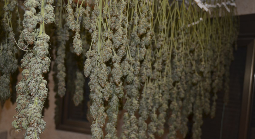 tarro de cristal lleno de cogollos de cannabis listos para fumar