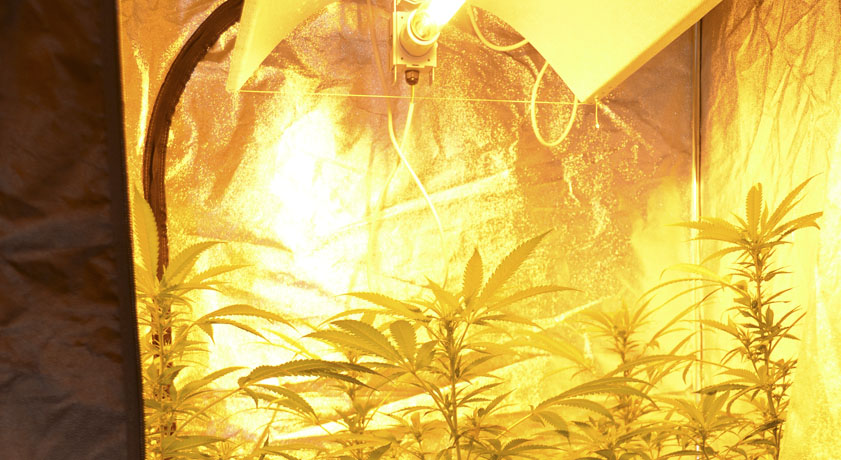 La ventilation dans les cultures de cannabis en intérieur - La Huerta Blog