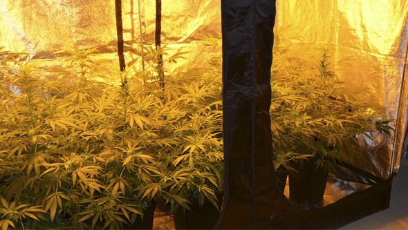 Armario de cultivo Dark Room en funcionamiento