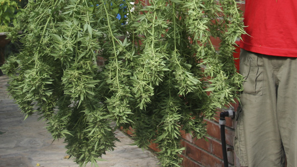 Récolte de plantes de cannabis en extérieur