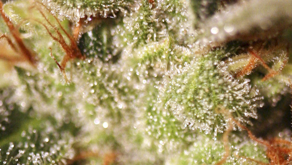 Planta de marihuana en la fase de maduración