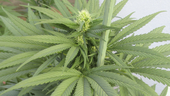 Plante de cannabis féminisée en la première phase de floraison