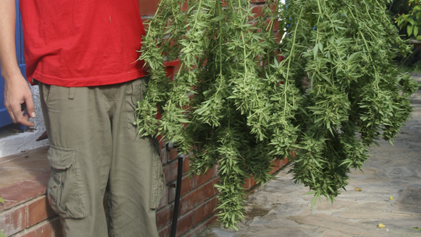 Geerntete Cannabispflanzen aus dem Outdooranbau