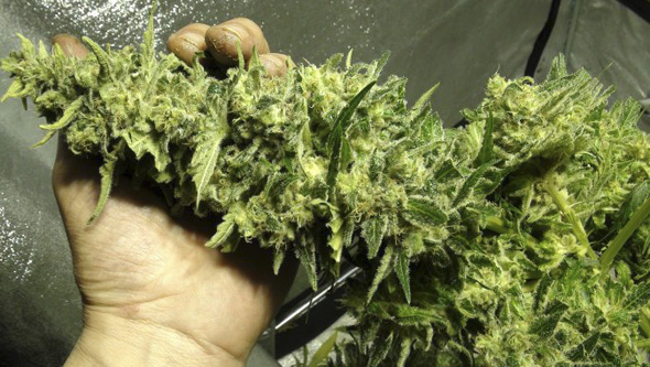 Plante de cannabis manucurée en étant fraîche
