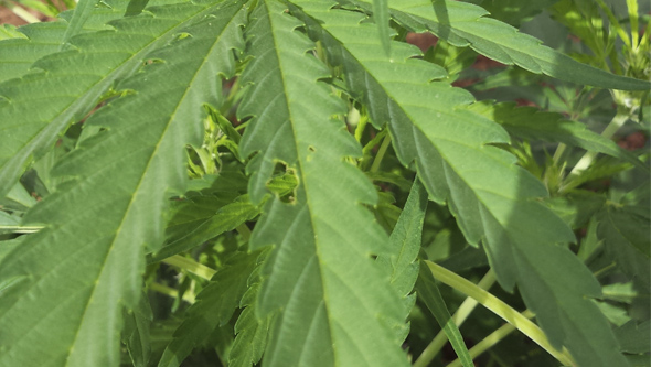 Planta de marihuana atacada por una oruga del cogollo