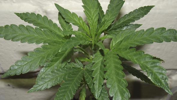 Planta de marihuana con principio de sobre fertilización
