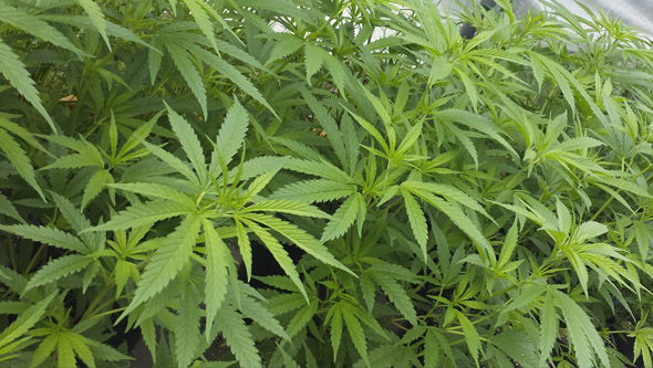 Plantas de marihuana en crecimiento