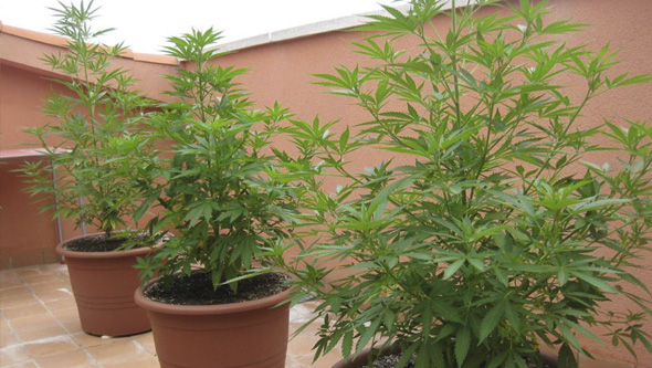 Plantes de cannabis en croissance en extérieur après transplantation