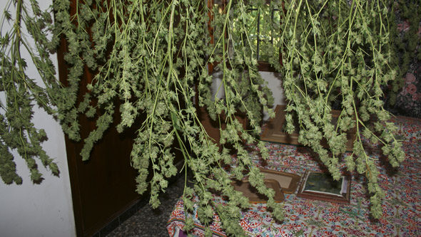 Plantes de cannabis d'extérieur en séchage