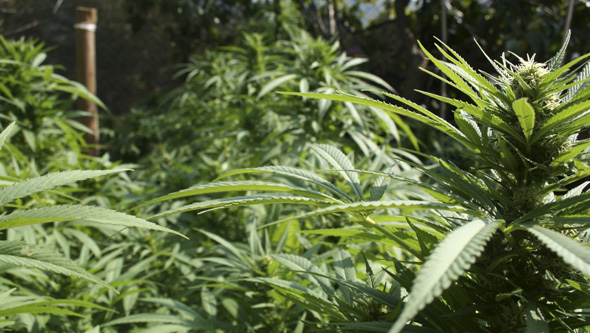 Plantas de marihuana feminizadas en exterior