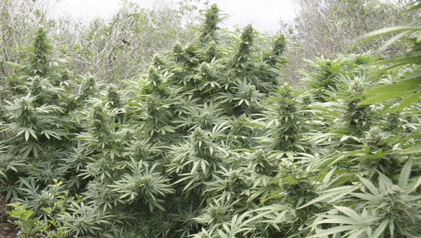 Plantes de cannabis féminisées en plein sol