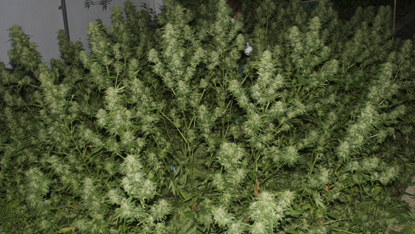 Plantas de marihuana manicuradas en el huerto