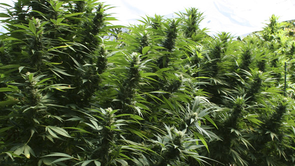 Plantas de marihuana sanas desarrollándose en exterior