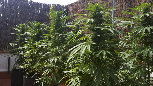 Plantas de marihuana floreciendo en macetas Smart Pot
