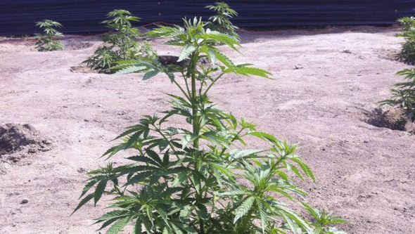 Plantas de marihuana recién trasplantadas a huerto