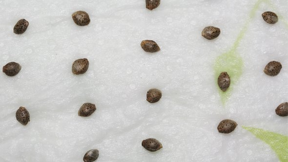 Semillas de marihuana listas para germinar Semillas de marihuana listas para germinar