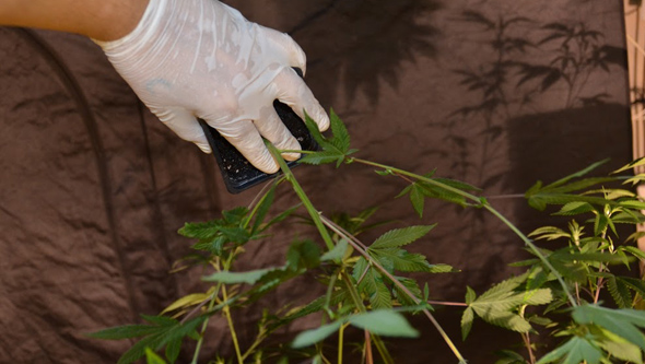 Transplantation de cannabis