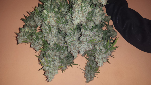 Planta de marihuana manicurada lista para colgar y secar