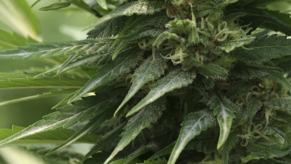 Cannabispflanze mit echtem Mehltau Befall